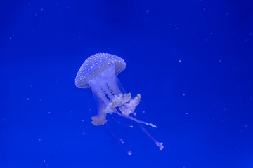 jellyfish