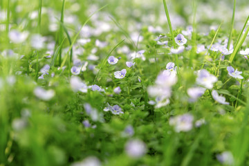 Soft focus close up of fresh grass and spring flowers. Spring flowering meadows