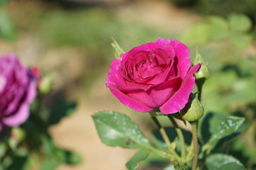 pink rose in garden