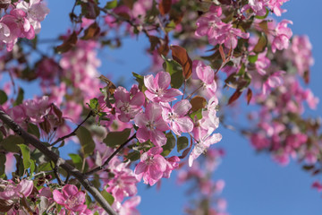 Red apple tree flowers blossoming at spring time, floral natural background