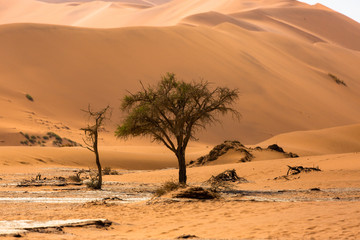 Fototapeta na wymiar Deadvlei inside Namib-Naukluft national park in Namibia, Africa
