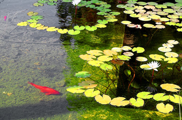 Water lilies and red fish in the pond inside the Sarona Garden, Tel Aviv, Israel