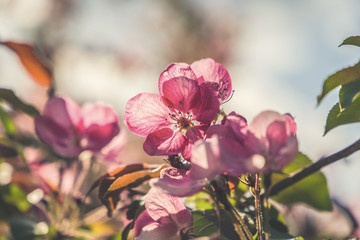 Red apple tree flowers blossoming at spring time, floral natural background