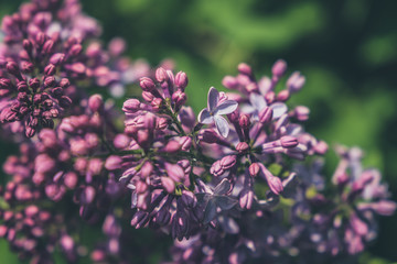 Bud of lilac at early spring. close up of a young lilac