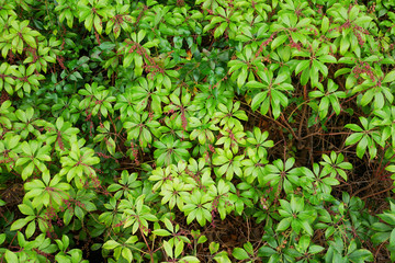 Obraz premium アセビ、(Japanese andromeda, Lily of the valley bush)