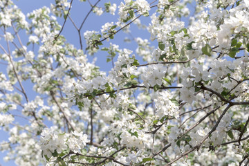 Flowers of the cherry blossoms on a spring day. Natural background