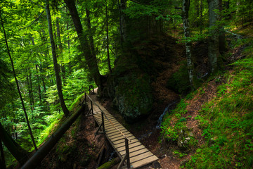 Wood bridge in the forest