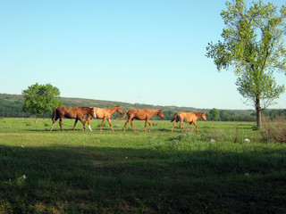 Naklejka na ściany i meble herd of horses grazing in meadow