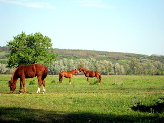 two horses on a meadow