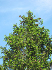 tree on background of blue sky