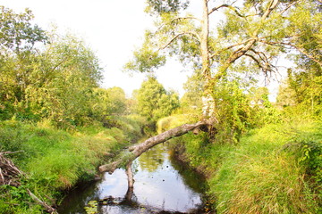 Fototapeta premium Fallen tree in a forest stream