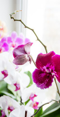 orchid with colorful flowers stands on a window overlooking the city