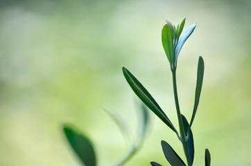 Young leaves of olive tree, close up photography with blurred green background and copy space