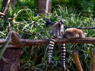 Lemurs on a tree. Monkeys at the zoo park.