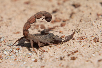 skorpion on sand