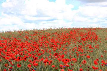 Blooming poppies