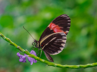 Fototapeta na wymiar Red postman butterfly (heliconius erat) on a green stem, with a violet flower, and green vegetation background