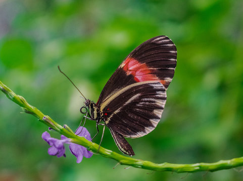 Red postman butterfly (heliconius erat) on a green stem, with a violet flower, and green vegetation background