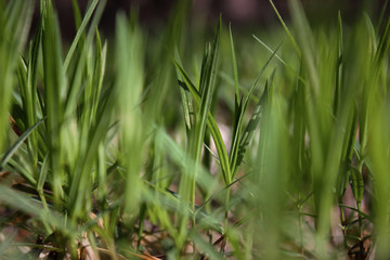  Fresh green spring grass closeup on a sunny day on a background of nature.
