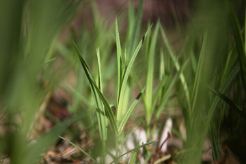  Fresh green spring grass closeup on a sunny day on a background of nature.