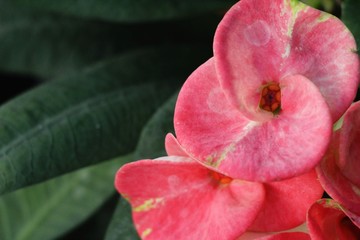 Euphorbia milli crown of thorns in nature