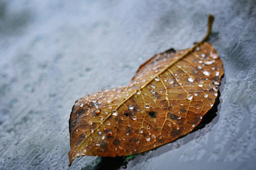 rain drops and leaf