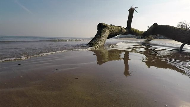 Tronco d'albero sulla spiaggia d'inverno