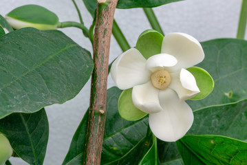 White magnolia flower blooming and green leaf on tree.