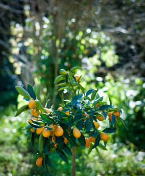 Kumquat plant in a garden