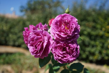 purple flowers in garden