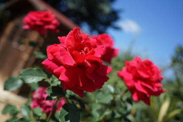 red roses in garden