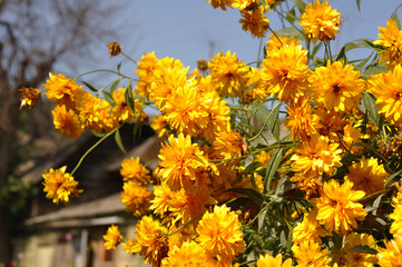 summer, yellow balls, flowers, smell, yellow, old