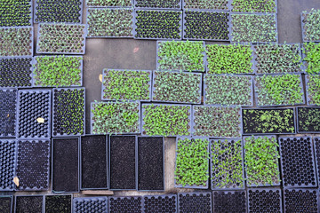 lettuce seedling growing in cultivation tray