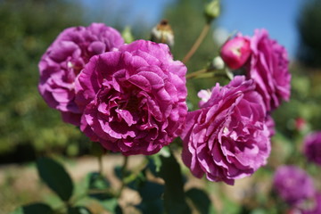 purple flower in garden