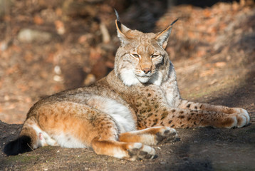Naklejka na ściany i meble Eurasischer Luchs oder Nordluchs (Lynx lynx)