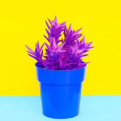 Colorful cactus design  Minimal cactus lover concept