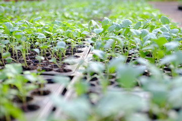 lettuce seedling growing in cultivation tray