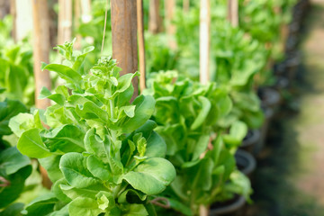 lettuce vegetable growing in garden for collecting seed