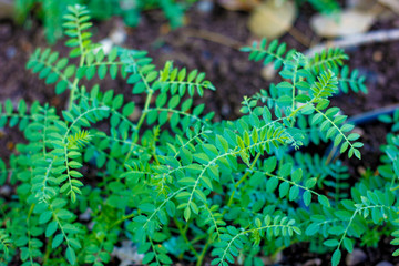 Fresh Green Chickpeas field , Chick peas also known as harbara or harbhara in hindi and Cicer is scientific name,