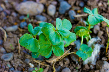 Green cotton field