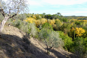 Forest near Pienza, Tuscany