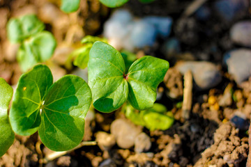 Green cotton field