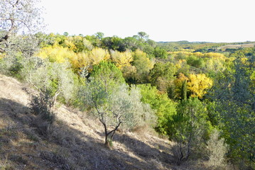 Forest near Pienza, Tuscany