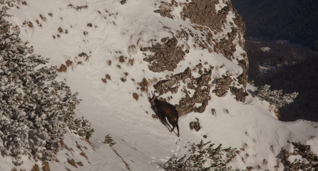 chamois wild animal in the mountain of Romania Carpathians