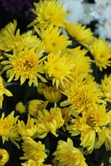 Chrysanthemums flower is beautiful in the garden