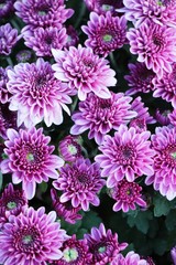 Chrysanthemums flower is beautiful in the garden
