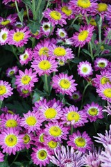 Chrysanthemums flower is beautiful in the garden