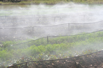 sprinkler irrigation system watering vegetable