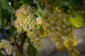 Santa Luce, Pisa - Italy