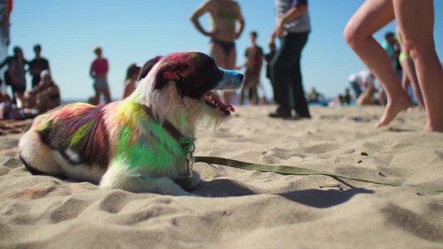 Dog lying on the beach after Holi festival and breathing with opening mouth looking around. At background many people enjoying to vacation, swimming and having fun. Families came outdoor at weekend